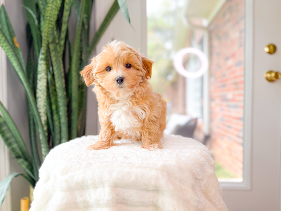 Cute Maltipoo Poodle Mix Pup