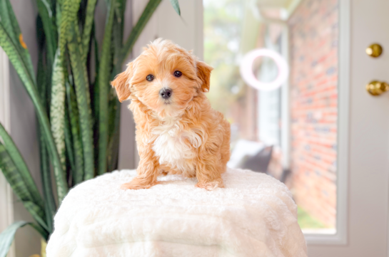 Cute Maltipoo Poodle Mix Pup