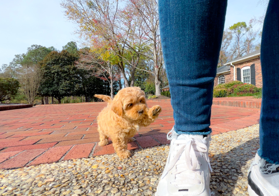 Cute Maltipoo Baby