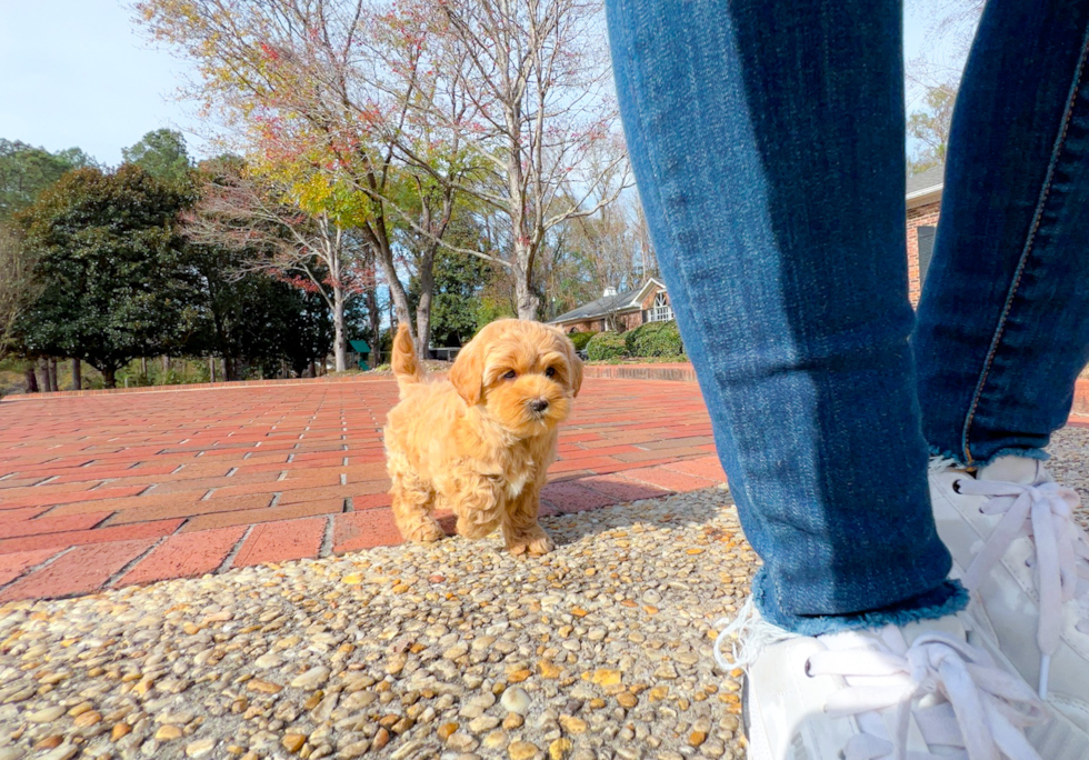 Cute Maltese Poodle Poodle Mix Puppy
