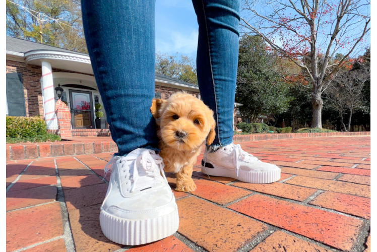 Maltipoo Puppy for Adoption
