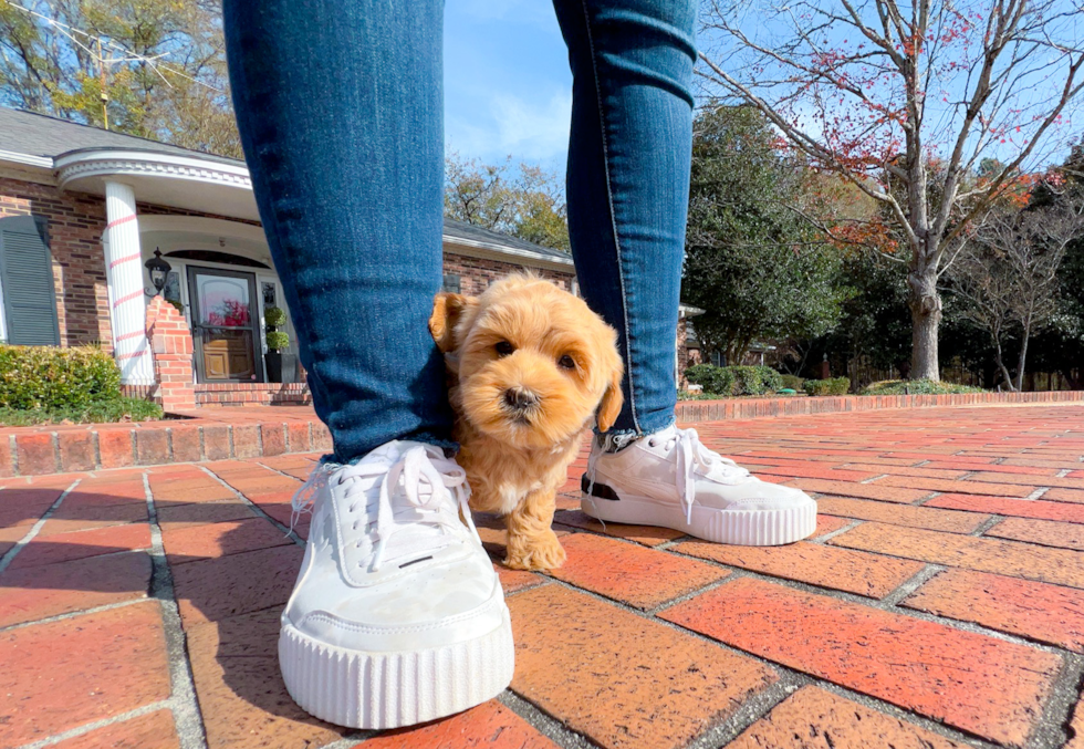 Maltipoo Puppy for Adoption