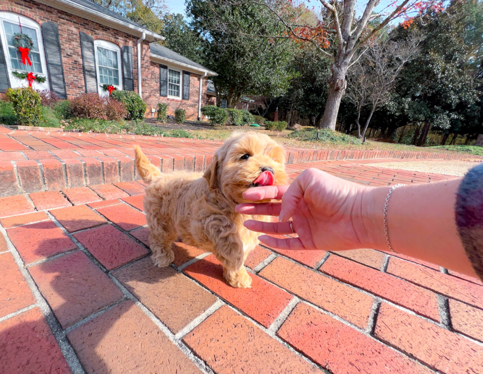 Maltipoo Puppy for Adoption