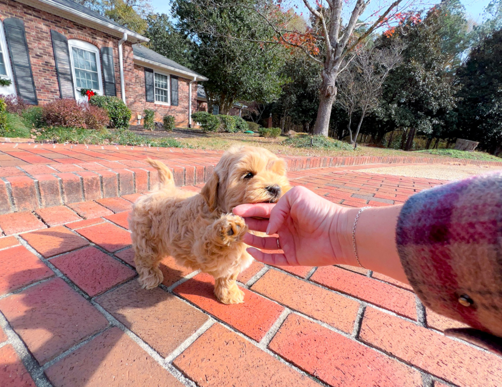 Maltipoo Pup Being Cute