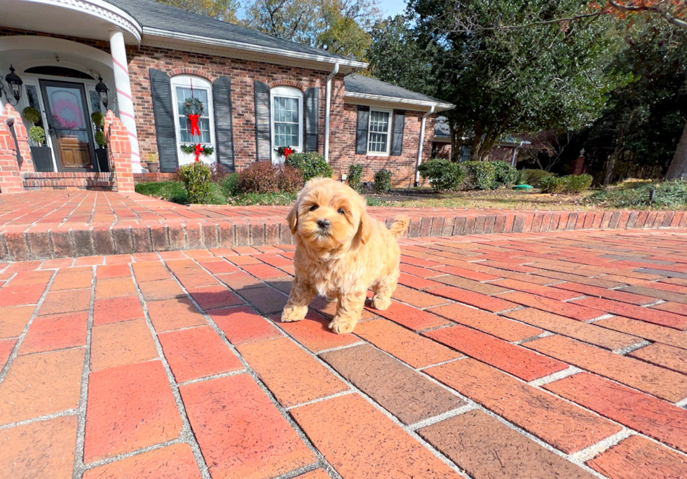 Maltipoo Pup Being Cute