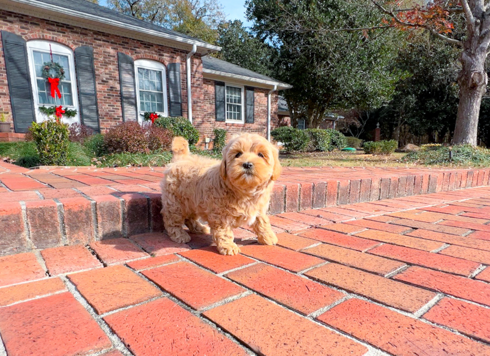 Maltipoo Pup Being Cute