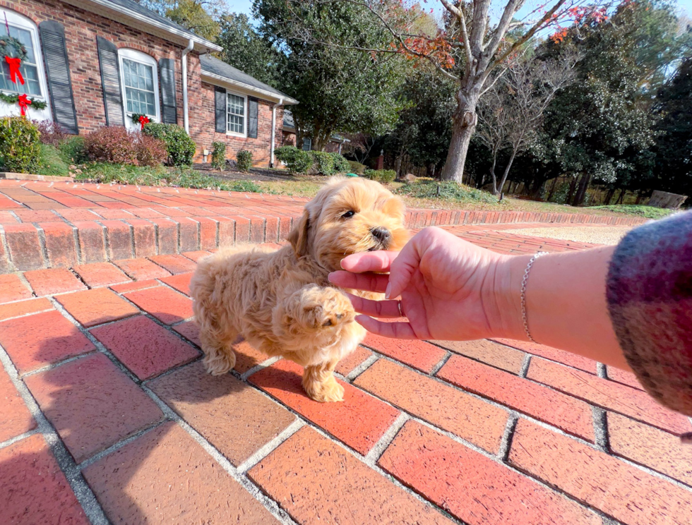 Cute Maltipoo Poodle Mix Pup