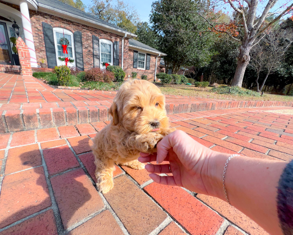 Maltipoo Puppy for Adoption