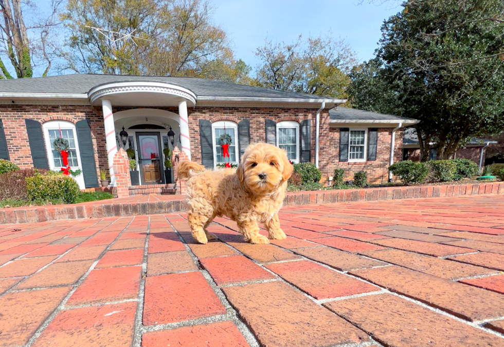 Cute Maltipoo Baby