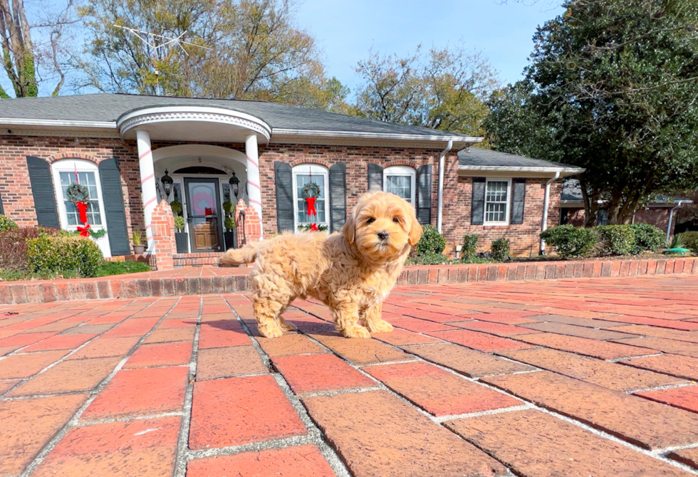 Maltipoo Puppy for Adoption