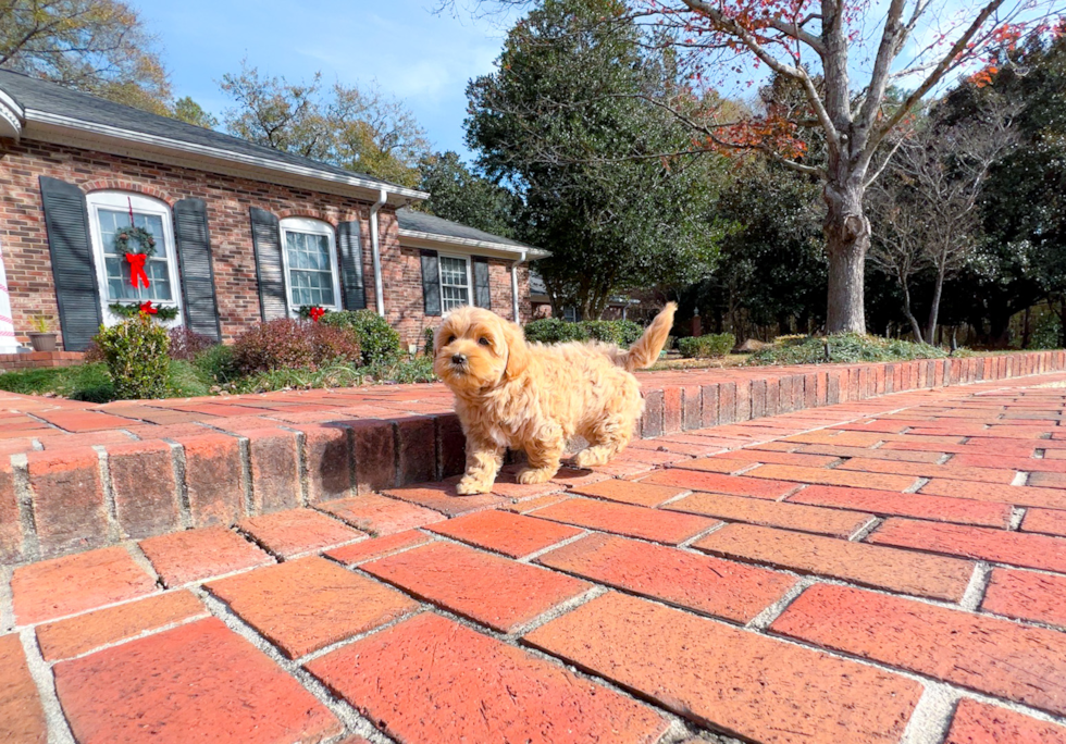 Cute Maltipoo Poodle Mix Pup