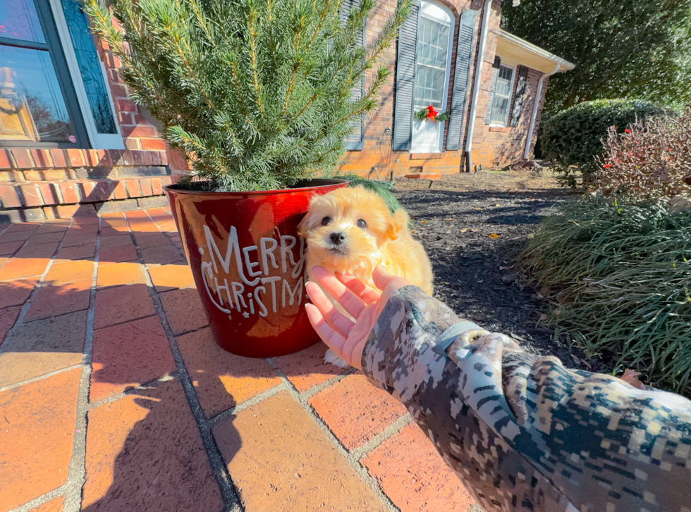 Cute Maltipoo Poodle Mix Pup