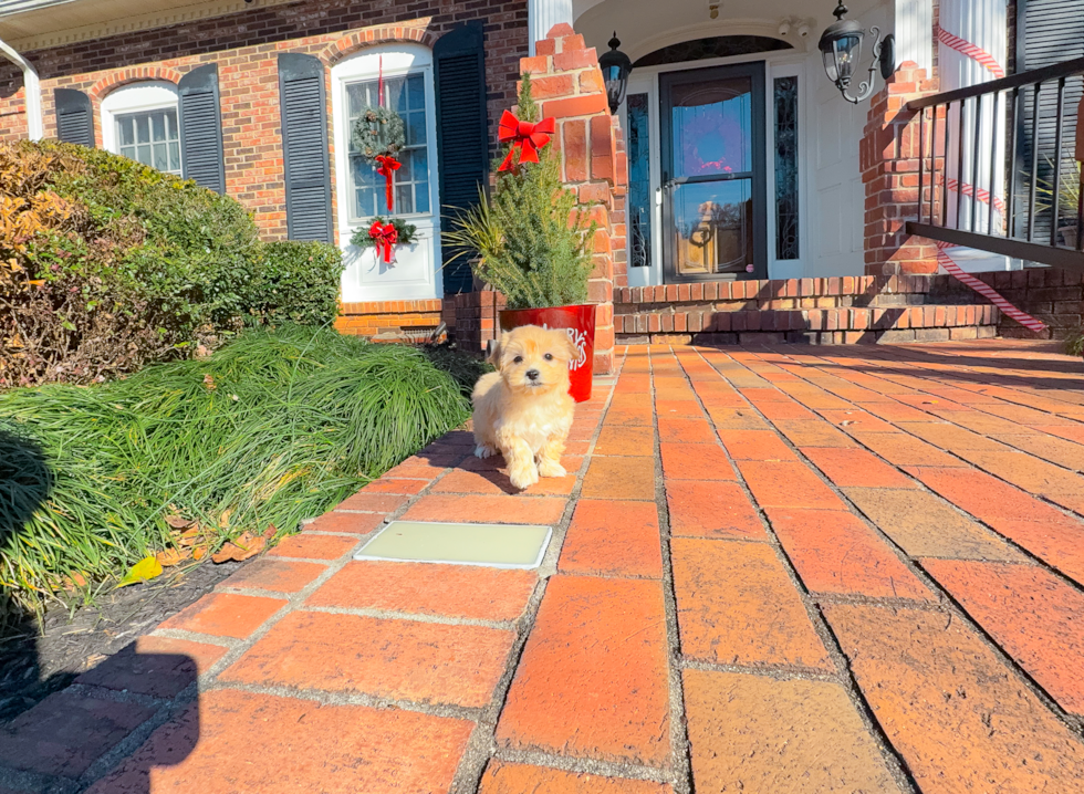 Maltipoo Pup Being Cute