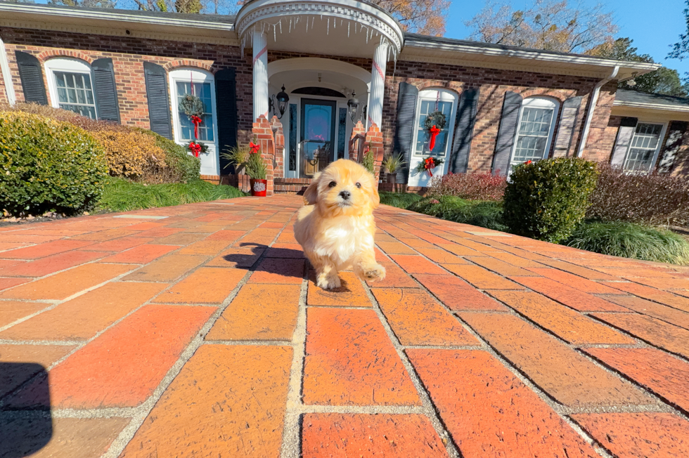 Maltipoo Pup Being Cute