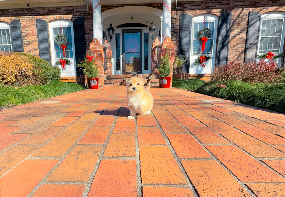 Maltipoo Pup Being Cute