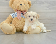 9 week old Maltipoo Puppy For Sale - Simply Southern Pups