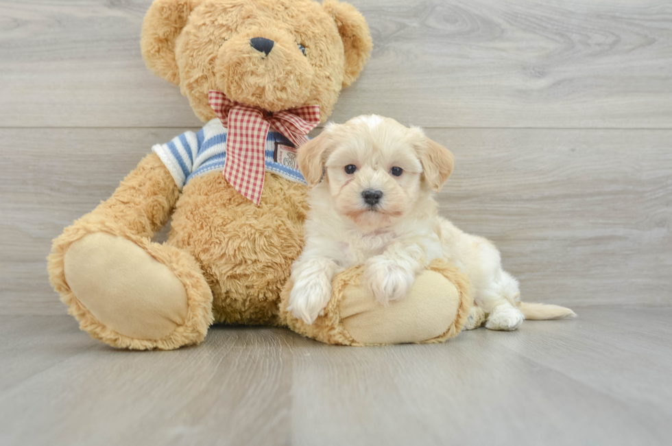 8 week old Maltipoo Puppy For Sale - Simply Southern Pups