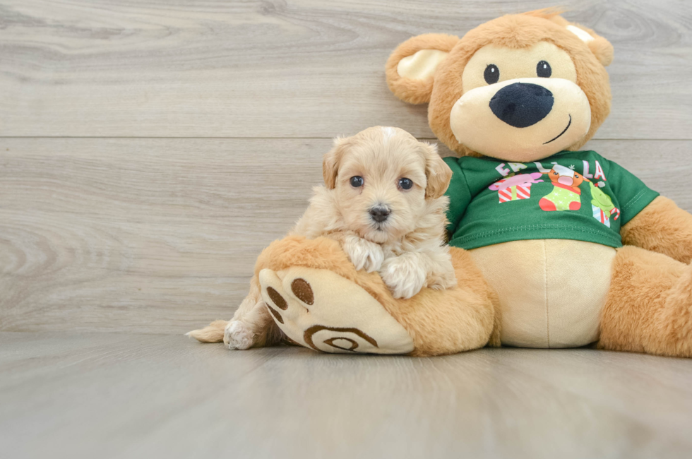 5 week old Maltipoo Puppy For Sale - Simply Southern Pups