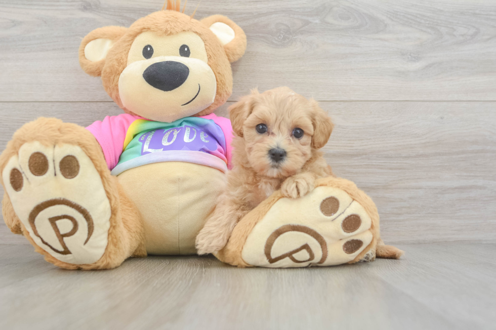 Maltipoo Pup Being Cute