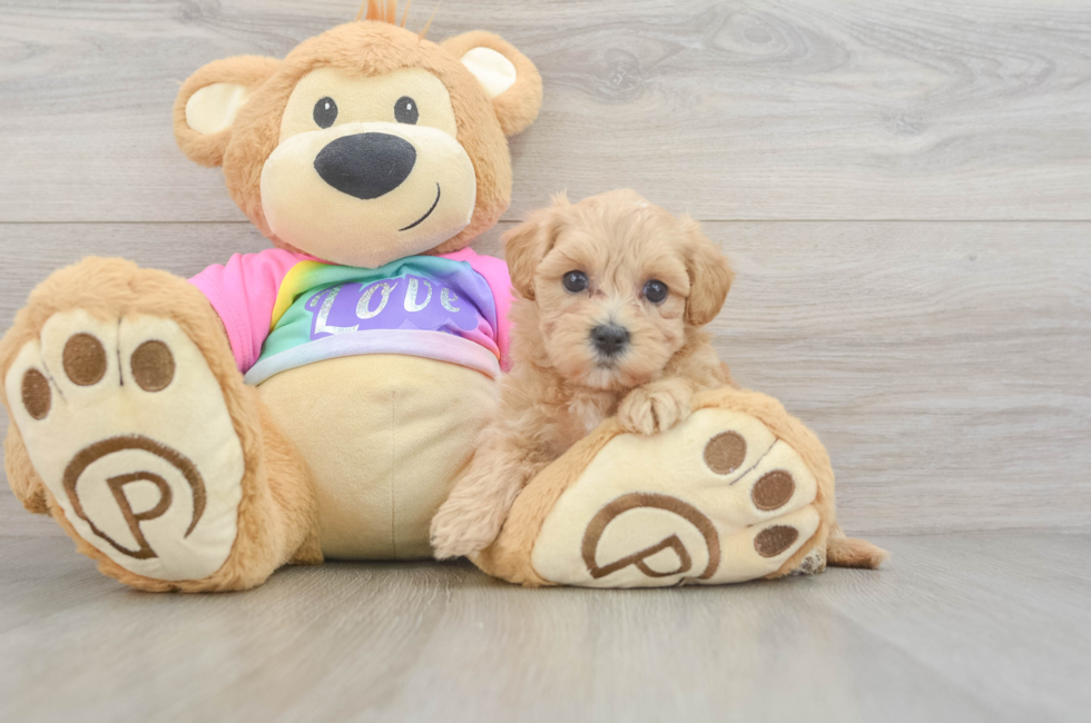 5 week old Maltipoo Puppy For Sale - Simply Southern Pups