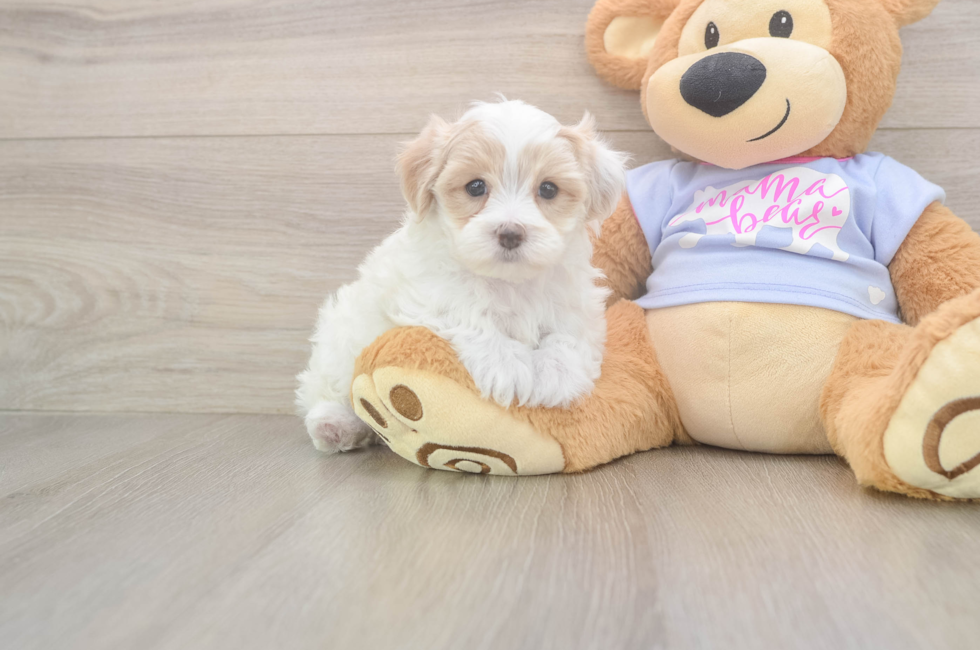 5 week old Maltipoo Puppy For Sale - Simply Southern Pups