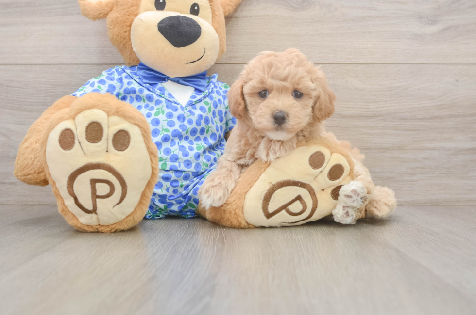6 week old Maltipoo Puppy For Sale - Simply Southern Pups