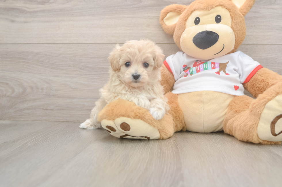 5 week old Maltipoo Puppy For Sale - Simply Southern Pups
