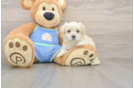 Popular Maltipoo Poodle Mix Pup