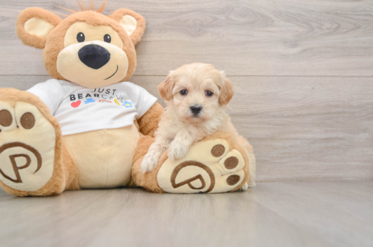 Energetic Moodle Poodle Mix Puppy