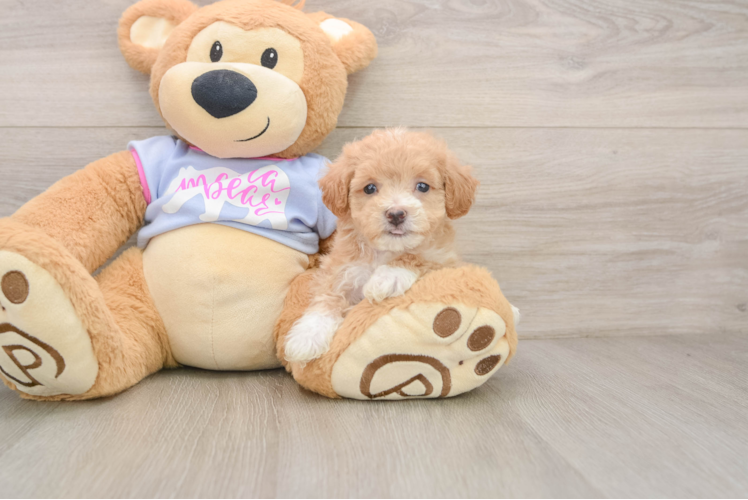 Petite Maltipoo Poodle Mix Pup