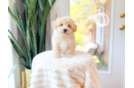 Cute Maltipoo Baby
