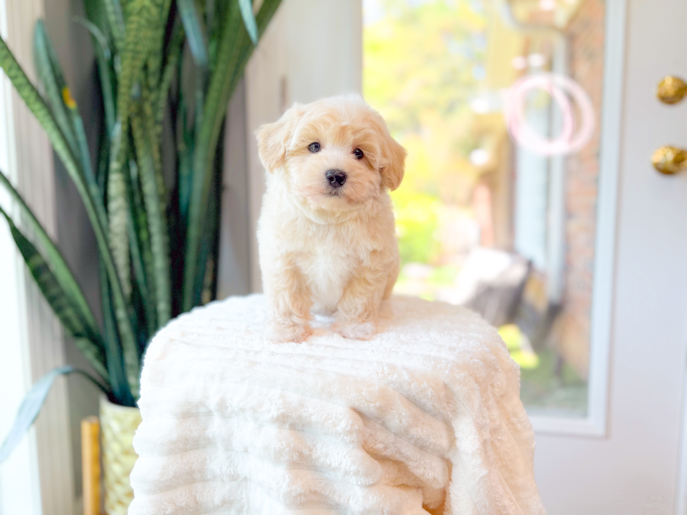 Cute Maltipoo Baby