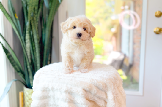 Cute Maltipoo Baby