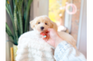 Cute Maltipoo Baby