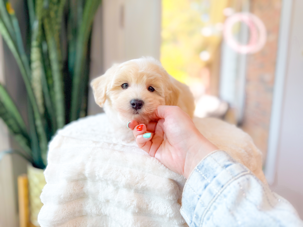 Cute Maltipoo Baby