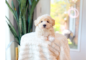 Cute Maltipoo Poodle Mix Pup