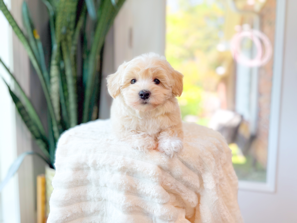 Cute Maltipoo Poodle Mix Pup