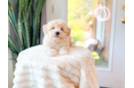 Cute Maltipoo Poodle Mix Pup
