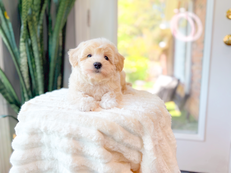 Cute Maltipoo Poodle Mix Pup
