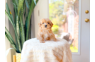 Cute Maltipoo Baby