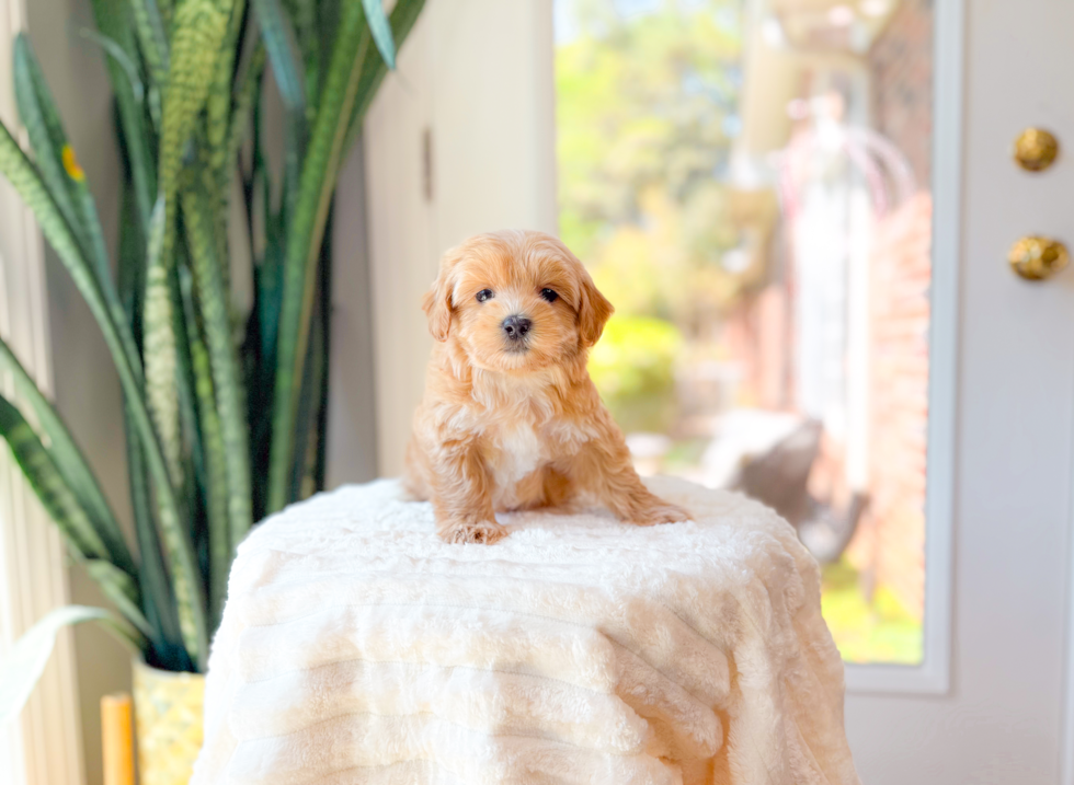 Cute Maltipoo Baby