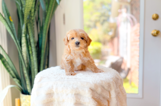 Cute Maltipoo Baby