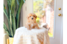 Cute Maltipoo Poodle Mix Pup