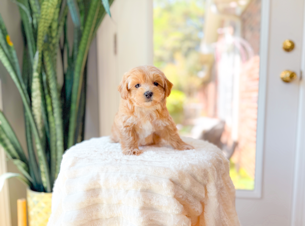 Cute Maltipoo Poodle Mix Pup