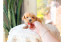 Maltipoo Puppy for Adoption