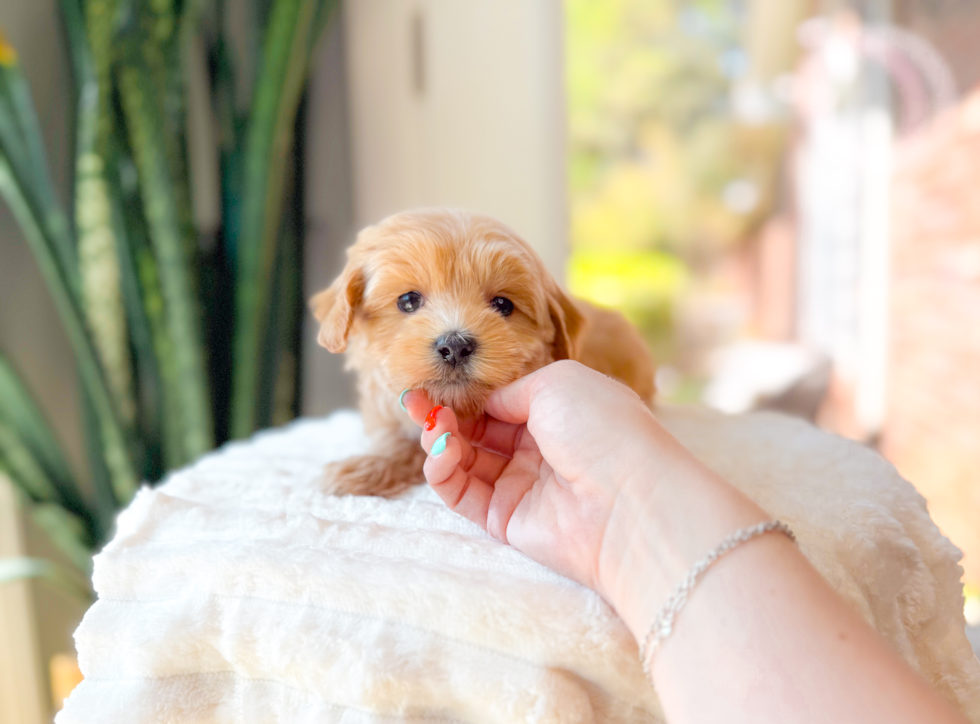Maltipoo Puppy for Adoption