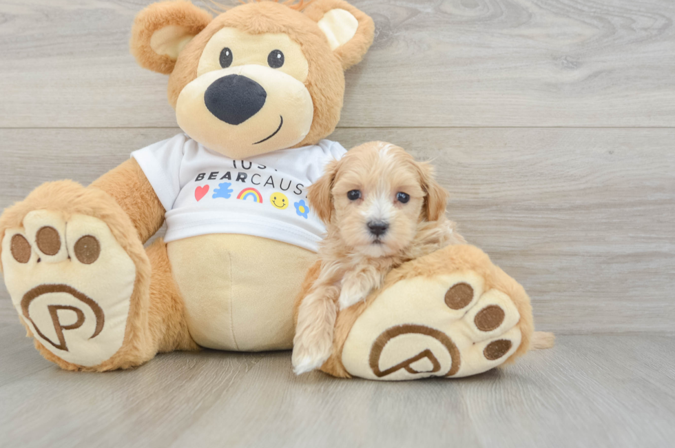 6 week old Maltipoo Puppy For Sale - Simply Southern Pups