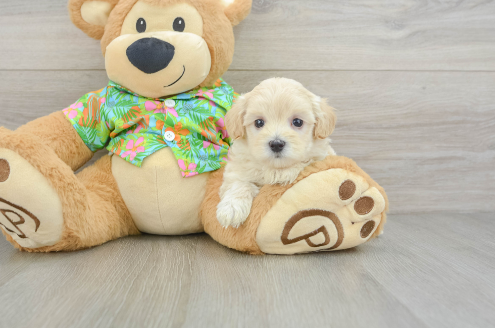 5 week old Maltipoo Puppy For Sale - Simply Southern Pups