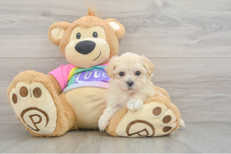 Maltipoo Pup Being Cute