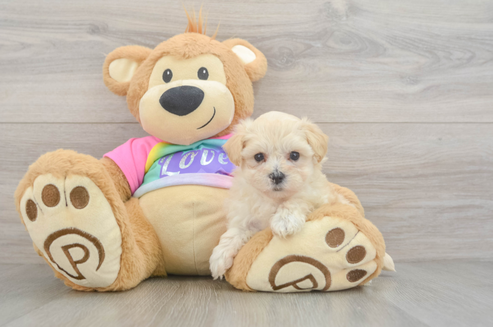5 week old Maltipoo Puppy For Sale - Simply Southern Pups